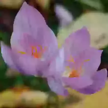 Sativus